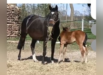 Oldenburger Springpferd, Stute, 11 Jahre, 174 cm, Dunkelbrauner