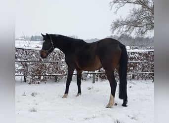 Oldenburger Springpferd, Stute, 11 Jahre, 174 cm, Dunkelbrauner
