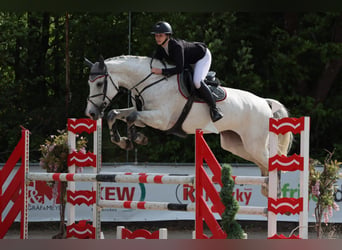 Oldenburger Springpferd, Stute, 11 Jahre, 178 cm