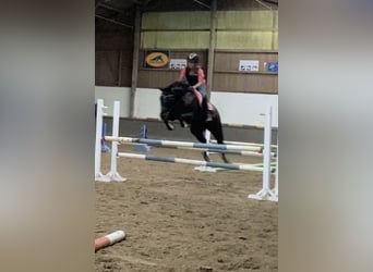 Oldenburger Springpferd, Stute, 12 Jahre, 158 cm, Rappe