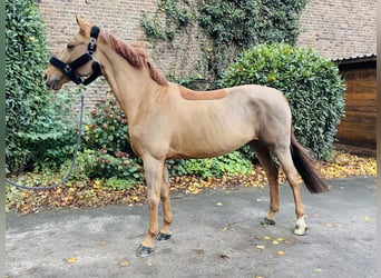Oldenburger Springpferd, Stute, 12 Jahre, 160 cm, Fuchs