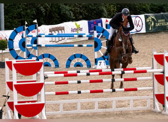 Oldenburger Springpferd, Stute, 12 Jahre, 160 cm, Fuchs