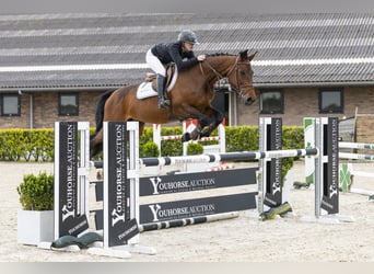 Oldenburger Springpferd, Stute, 12 Jahre, 164 cm, Brauner