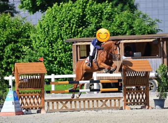 Oldenburger Springpferd, Stute, 12 Jahre, 164 cm, Fuchs