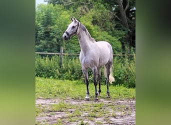 Oldenburger Springpferd, Stute, 12 Jahre, 165 cm, Schimmel