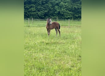 Oldenburger Springpferd, Stute, 12 Jahre, 167 cm, Dunkelbrauner