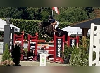 Oldenburger Springpferd, Stute, 12 Jahre, 168 cm, Rappe