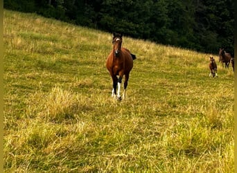 Oldenburger Springpferd, Stute, 12 Jahre, 173 cm, Brauner