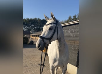 Oldenburger Springpferd, Stute, 12 Jahre, 173 cm, Schimmel