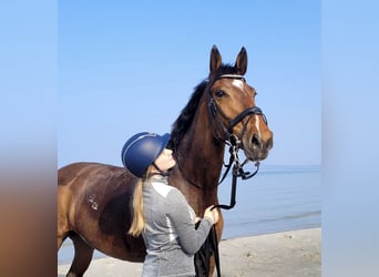 Oldenburger Springpferd, Stute, 12 Jahre, Brauner