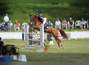 Oldenburger Springpferd, Stute, 12 Jahre, Fuchs