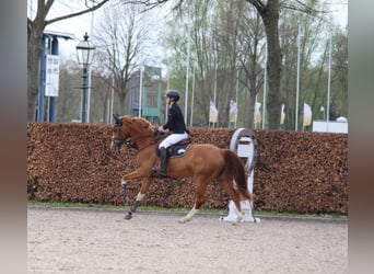 Oldenburger Springpferd, Stute, 12 Jahre, Fuchs