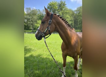 Oldenburger Springpferd, Stute, 12 Jahre, Fuchs