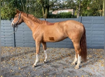 Oldenburger Springpferd, Stute, 12 Jahre, Fuchs