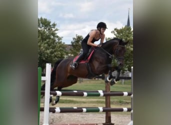 Oldenburger Springpferd, Stute, 13 Jahre, 157 cm, Dunkelbrauner