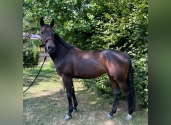 Oldenburger Springpferd, Stute, 13 Jahre, 157 cm, Dunkelbrauner