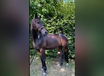 Oldenburger Springpferd, Stute, 13 Jahre, 157 cm, Dunkelbrauner