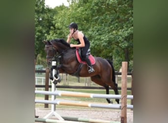 Oldenburger Springpferd, Stute, 13 Jahre, 157 cm, Dunkelbrauner