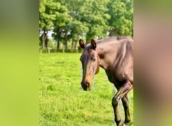 Oldenburger Springpferd, Stute, 13 Jahre, 163 cm, Dunkelbrauner