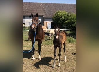 Oldenburger Springpferd, Stute, 13 Jahre, 163 cm, Dunkelbrauner