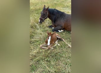 Oldenburger Springpferd, Stute, 13 Jahre, 163 cm, Dunkelbrauner