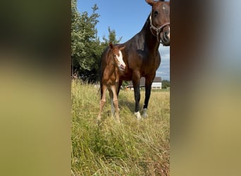 Oldenburger Springpferd, Stute, 13 Jahre, 163 cm, Dunkelbrauner