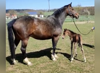 Oldenburger Springpferd, Stute, 13 Jahre, 163 cm, Dunkelbrauner
