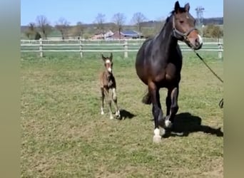 Oldenburger Springpferd, Stute, 13 Jahre, 163 cm, Dunkelbrauner