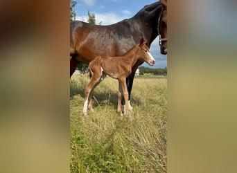 Oldenburger Springpferd, Stute, 13 Jahre, 163 cm, Dunkelbrauner