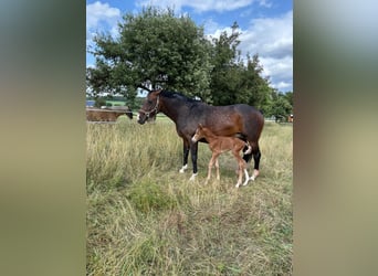 Oldenburger Springpferd, Stute, 13 Jahre, 163 cm, Dunkelbrauner