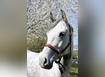 Oldenburger Springpferd, Stute, 13 Jahre, 164 cm, Fliegenschimmel