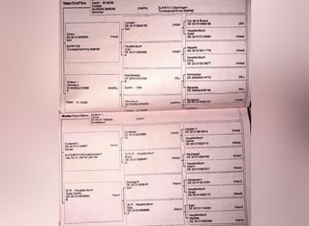Oldenburger Springpferd, Stute, 13 Jahre, 164 cm, Fliegenschimmel