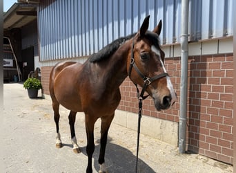 Oldenburger Springpferd, Stute, 13 Jahre, 165 cm, Brauner