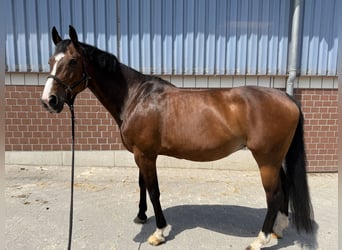 Oldenburger Springpferd, Stute, 13 Jahre, 165 cm, Brauner