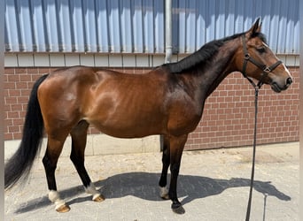 Oldenburger Springpferd, Stute, 13 Jahre, 165 cm, Brauner
