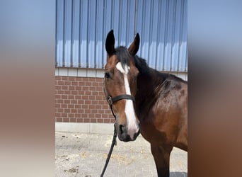 Oldenburger Springpferd, Stute, 13 Jahre, 165 cm, Brauner