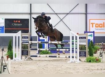 Oldenburger Springpferd, Stute, 13 Jahre, 165 cm, Dunkelbrauner