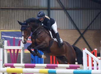 Oldenburger Springpferd, Stute, 13 Jahre, 165 cm, Dunkelbrauner