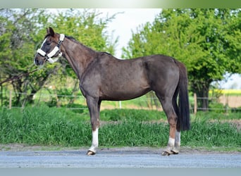 Oldenburger Springpferd, Stute, 13 Jahre, 165 cm, Dunkelfuchs