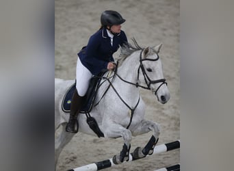 Oldenburger Springpferd, Stute, 13 Jahre, 165 cm, Schimmel
