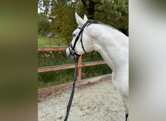 Oldenburger Springpferd, Stute, 13 Jahre, 165 cm, Schimmel