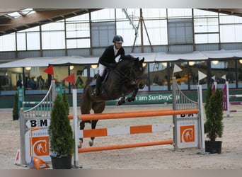 Oldenburger Springpferd, Stute, 13 Jahre, 166 cm, Dunkelbrauner