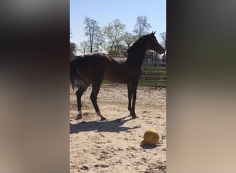 Oldenburger Springpferd, Stute, 13 Jahre, 166 cm, Dunkelbrauner