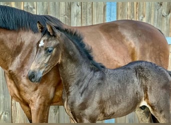 Oldenburger Springpferd, Stute, 13 Jahre, 167 cm, Brauner