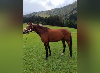 Oldenburger Springpferd, Stute, 13 Jahre, 168 cm, Dunkelbrauner