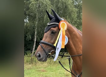 Oldenburger Springpferd, Stute, 13 Jahre, 168 cm, Dunkelfuchs