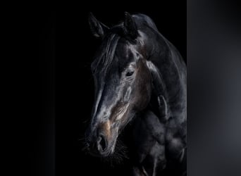 Oldenburger Springpferd, Stute, 13 Jahre, 168 cm, Schwarzbrauner