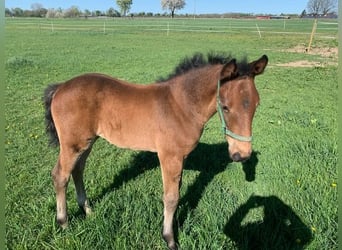 Oldenburger Springpferd, Stute, 13 Jahre, 170 cm, Brauner