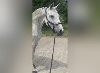 Oldenburger Springpferd, Stute, 13 Jahre, 170 cm, Schimmel