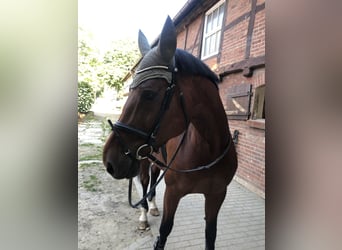 Oldenburger Springpferd, Stute, 13 Jahre, 172 cm, Brauner